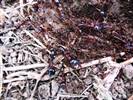 le temibili formiche rosse